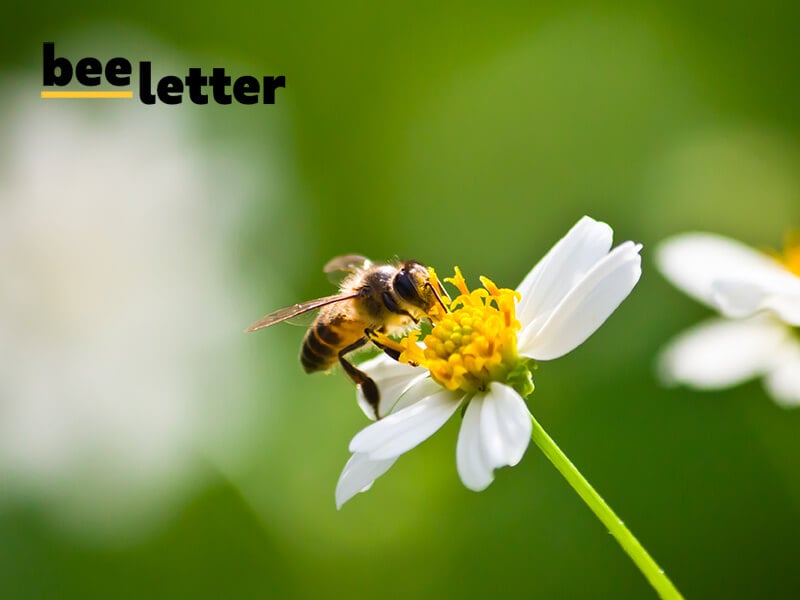 BeeLetter, la newsletter sobre medio ambiente que triunfa en la red